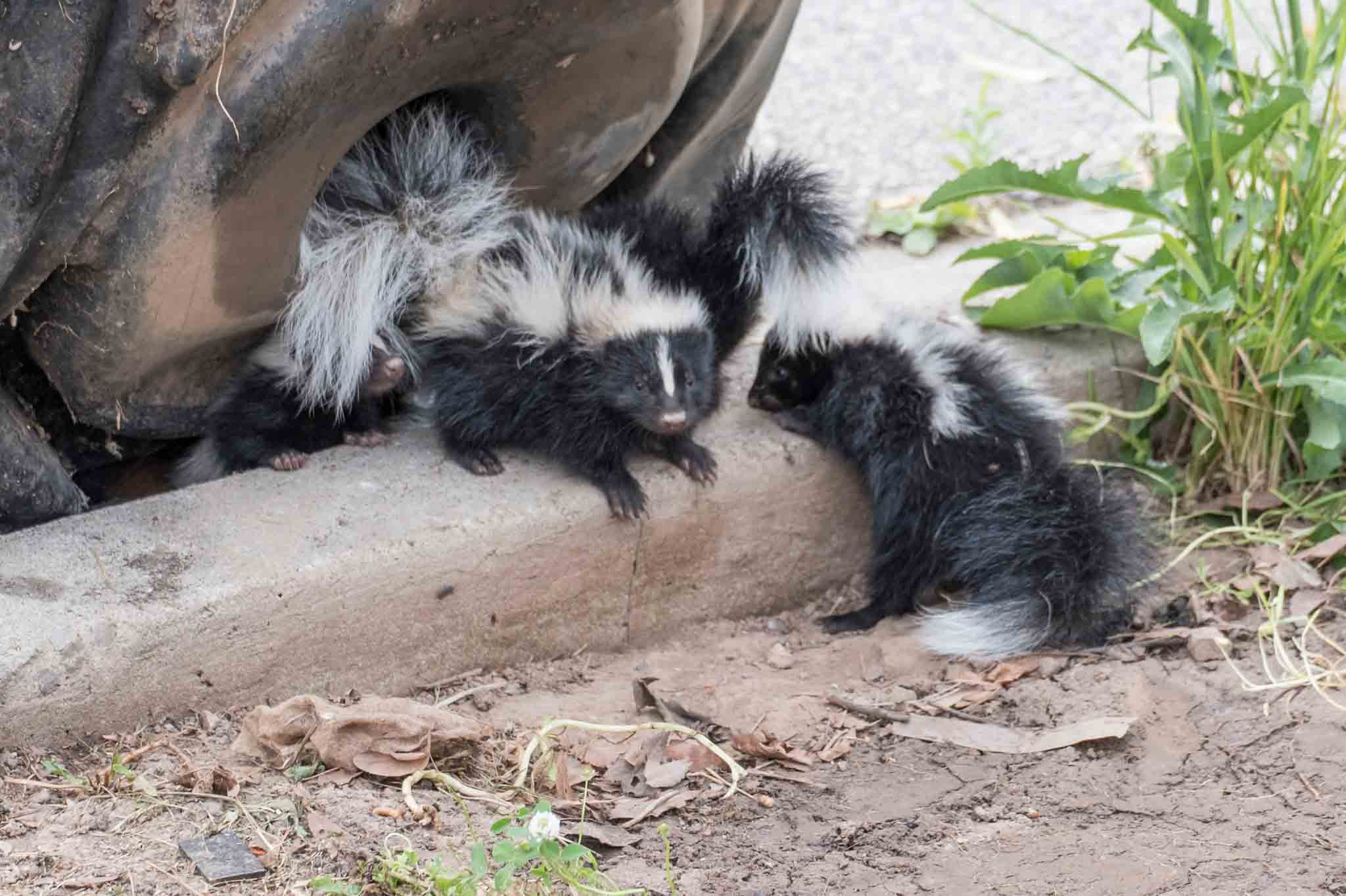 A group of baby skunks in their nest - Rest Easy Pest Control offers expert Suffolk County wildlife removal services.