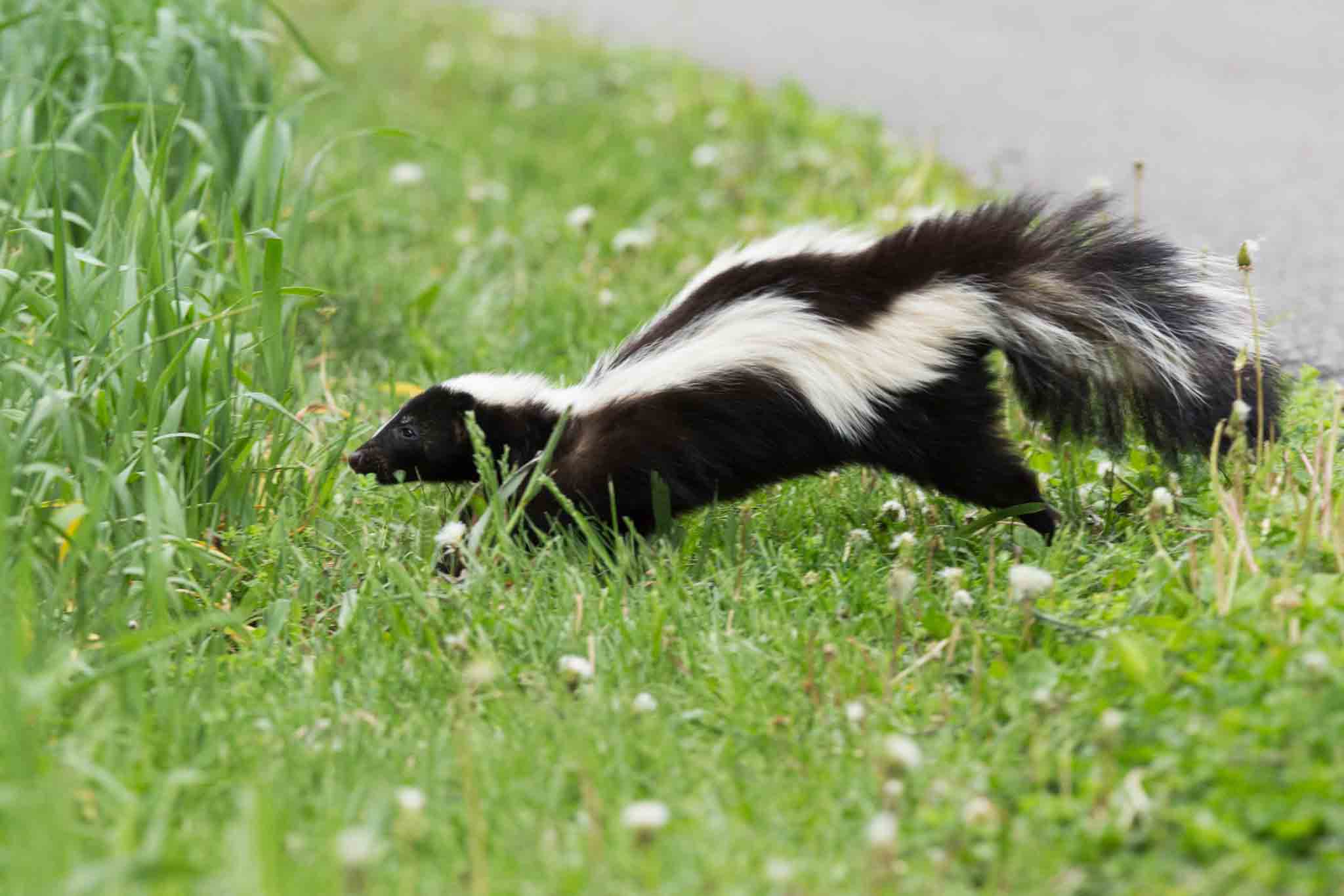 A skunk in a residential area - if you are struggling with wild animals in your home, contact Rest Easy Pest Control's animal pest control in Nassau County, NY.