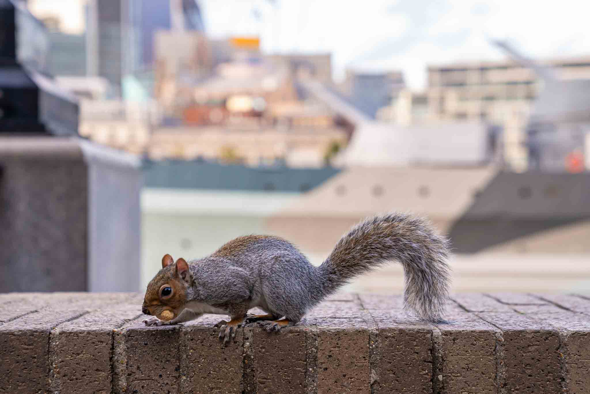 A picture of a squirrel - contact Rest Easy to discuss our vermin control!