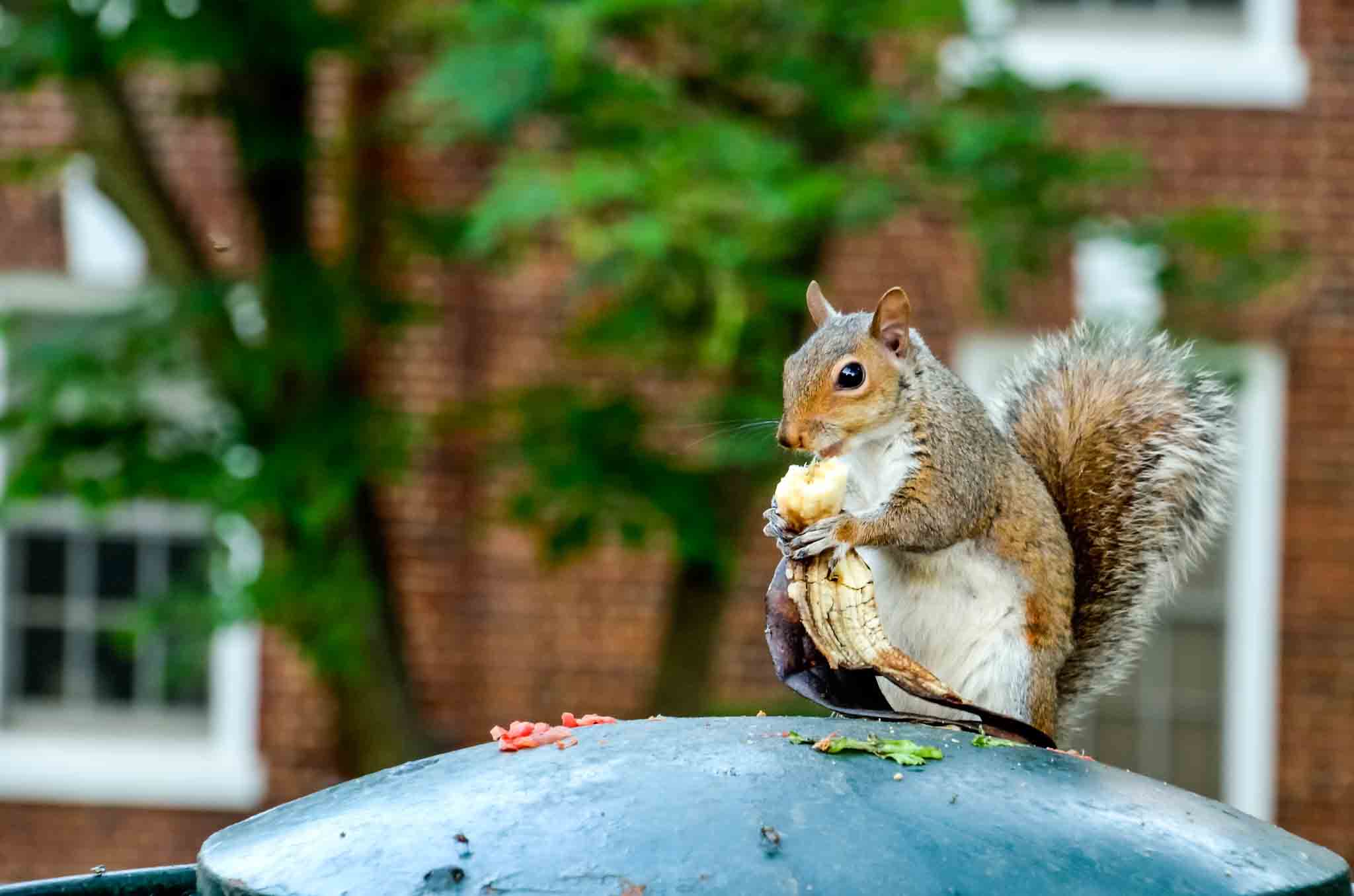 an image of a squirrel outdoors in a city.}