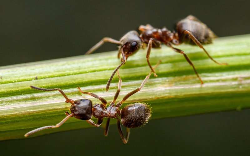 an image of two ants outdoors.