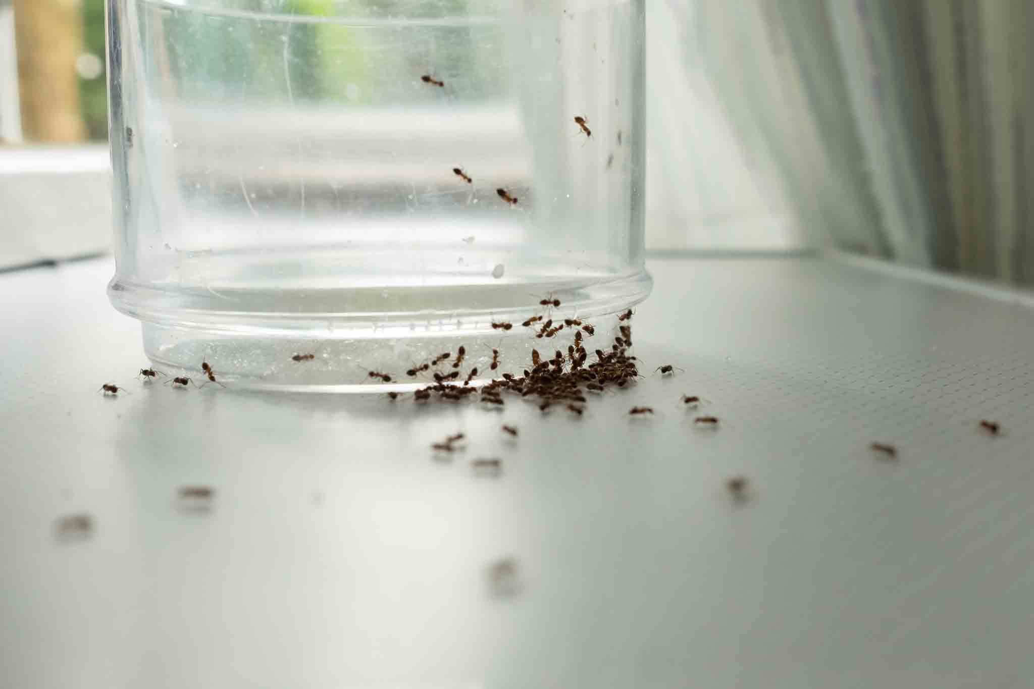 Rest Easy Pest Control Nassau County provides comprehensive ant pest control. 