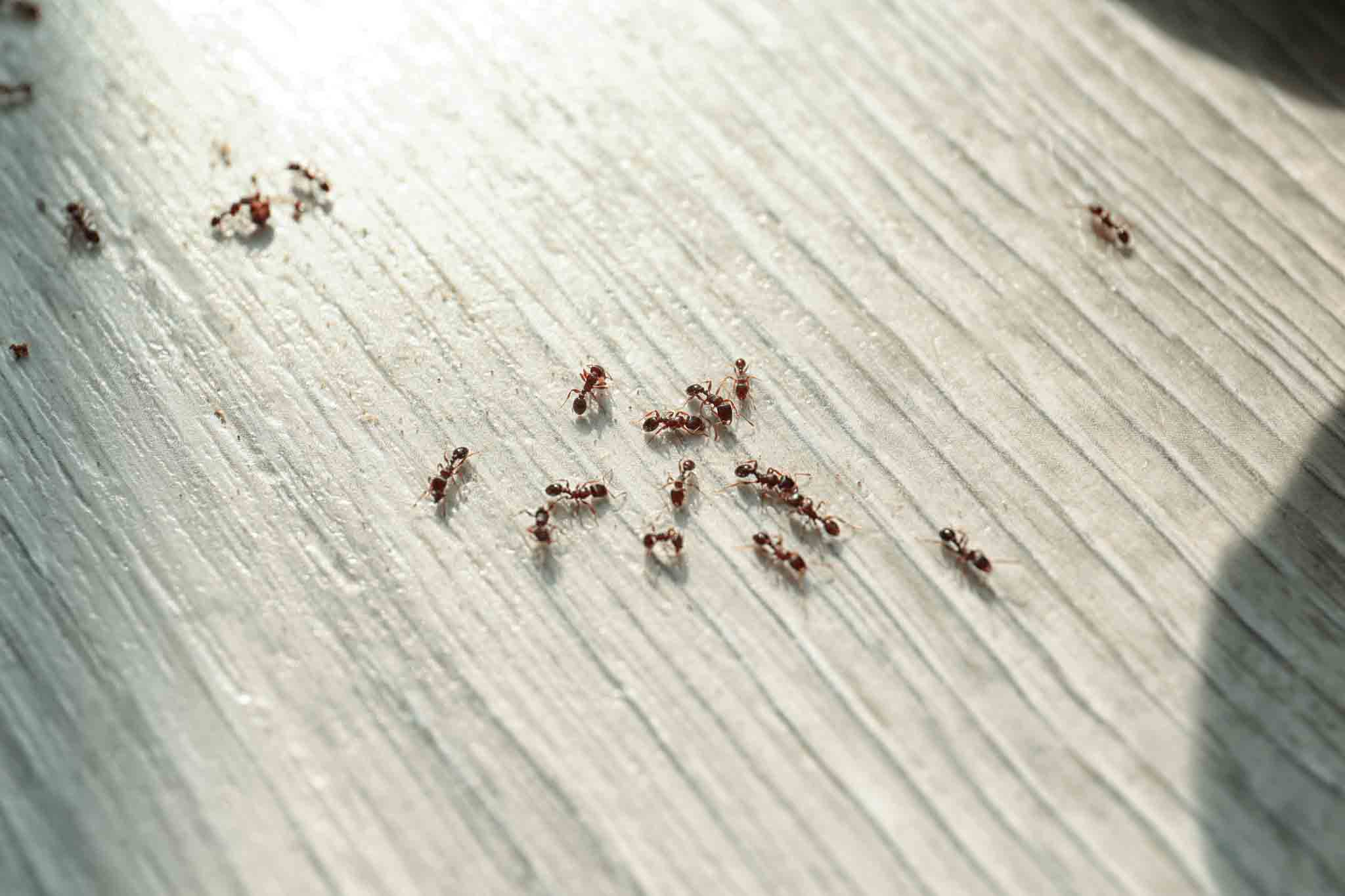 Rest Easy Pest Control Nassau County offers pest control for pavement ants.