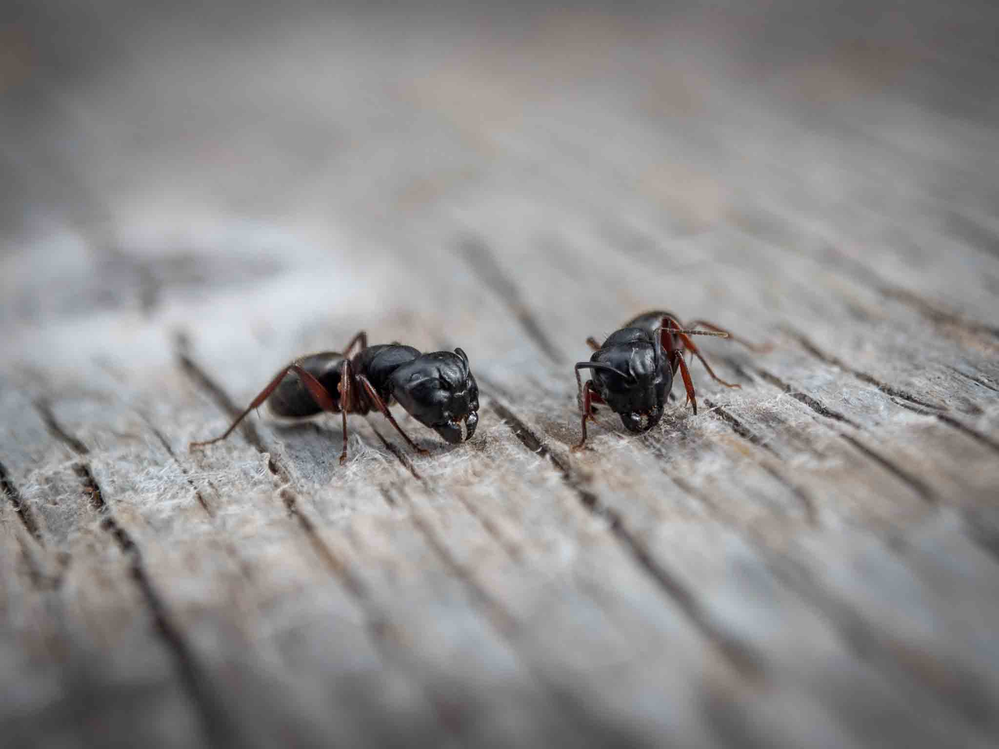 Rest Easy Pest Control Nassau County offers pest control for argentine ants.