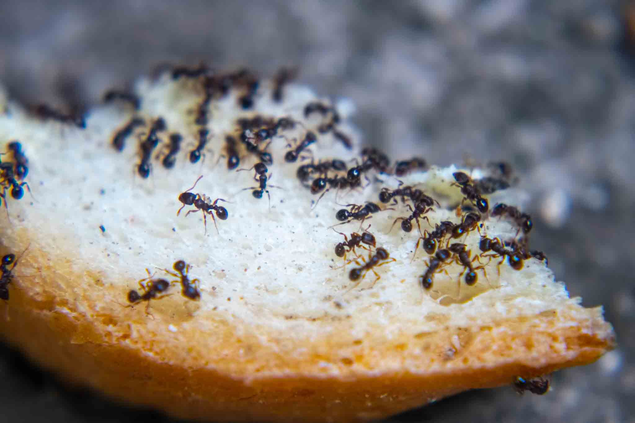 Ants on a piece of bread, choose Rest Easy Pest Control Nassau County for pest control.