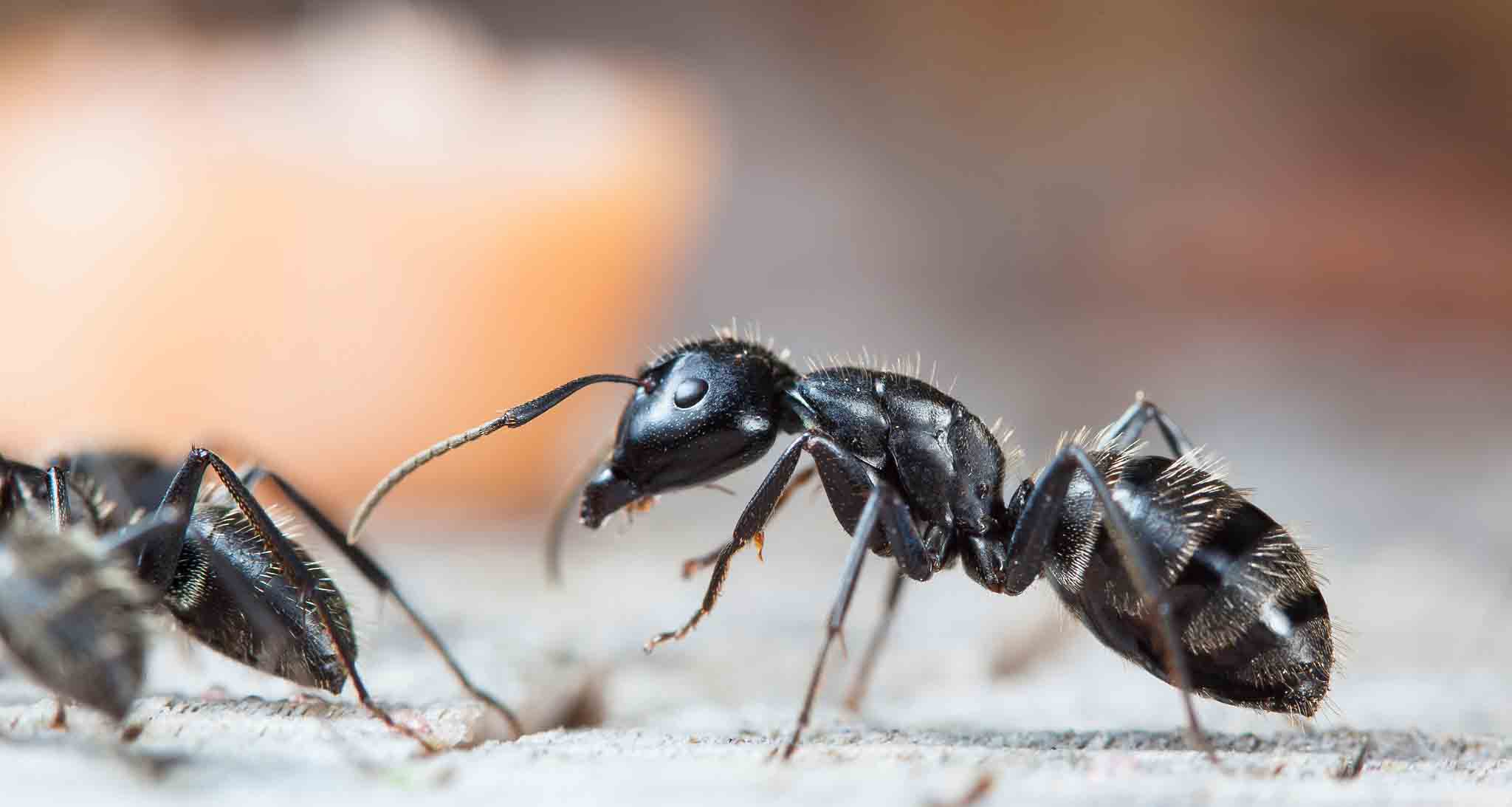 Rest Easy Pest Control Suffolk County offers pest control for carpenter ants.