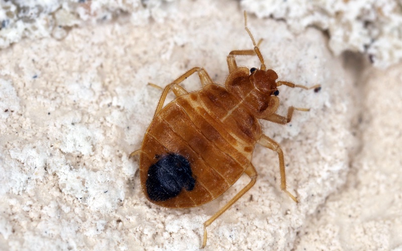 a closeup image of a bedbug in a home.