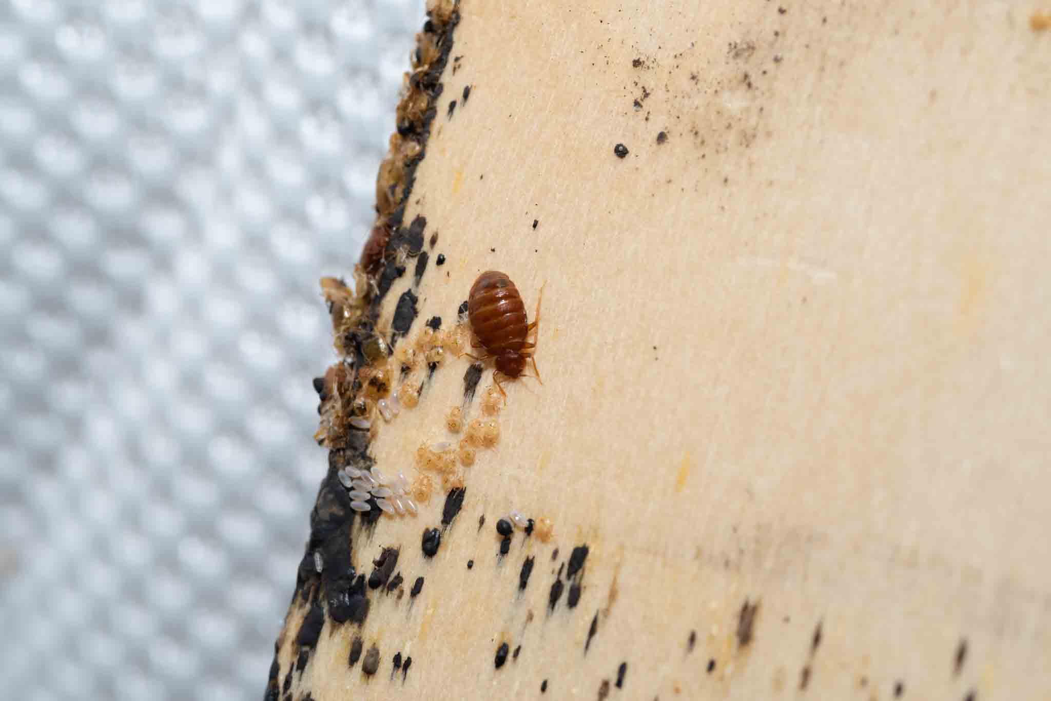 An image of a bed infested with bed bugs - if you are in need of the best bed bug exterminator in Suffolk County, NY, contact Rest Easy Pest Control today!