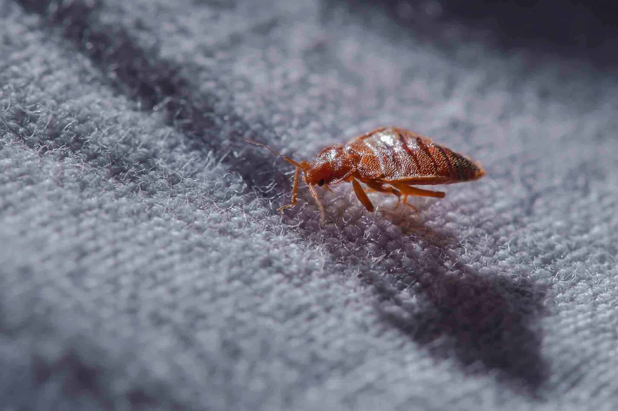 A close up picture of a bed bug.