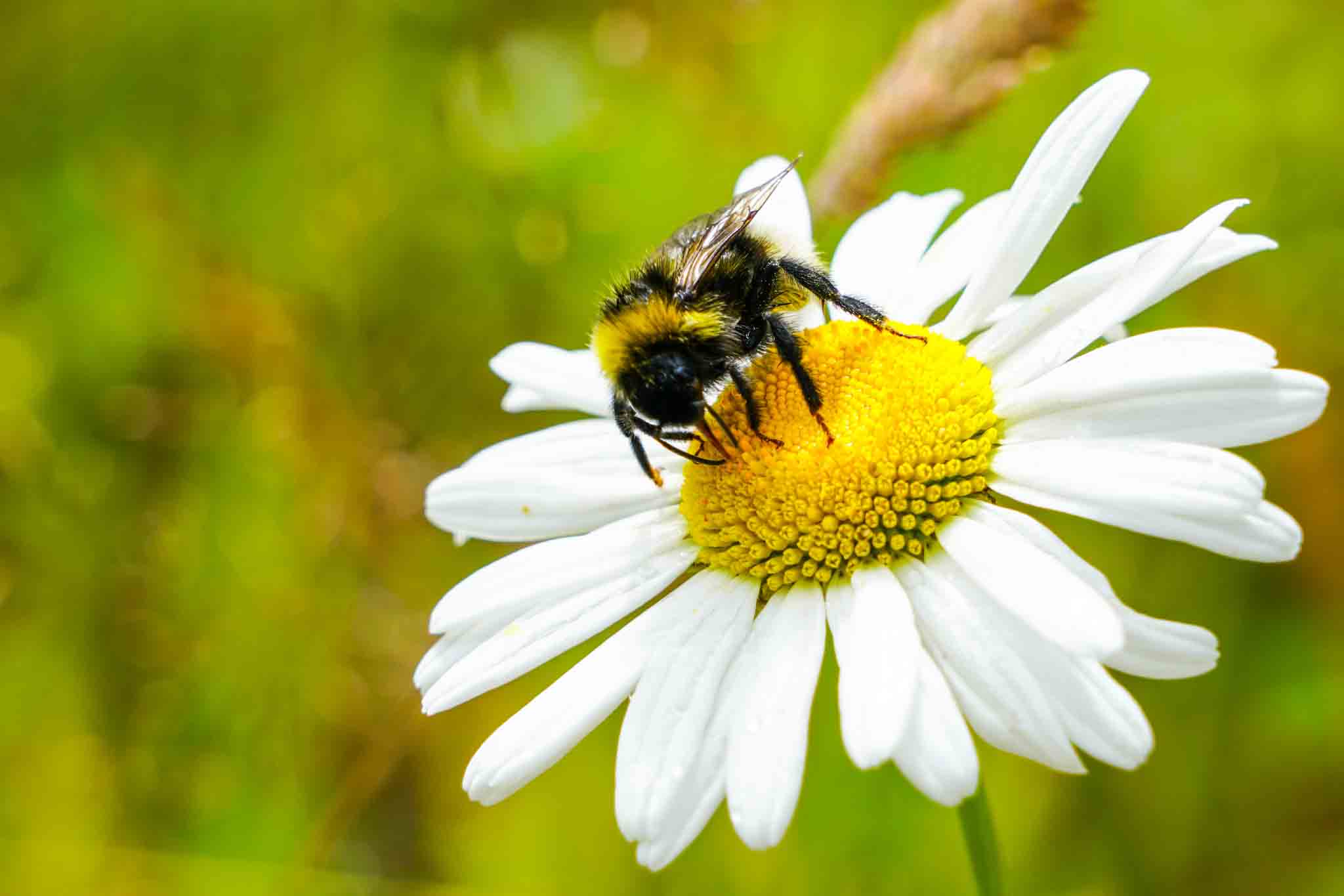 A bumble bee on a white daisy, choose Rest Easy Pest Control Nassau County.