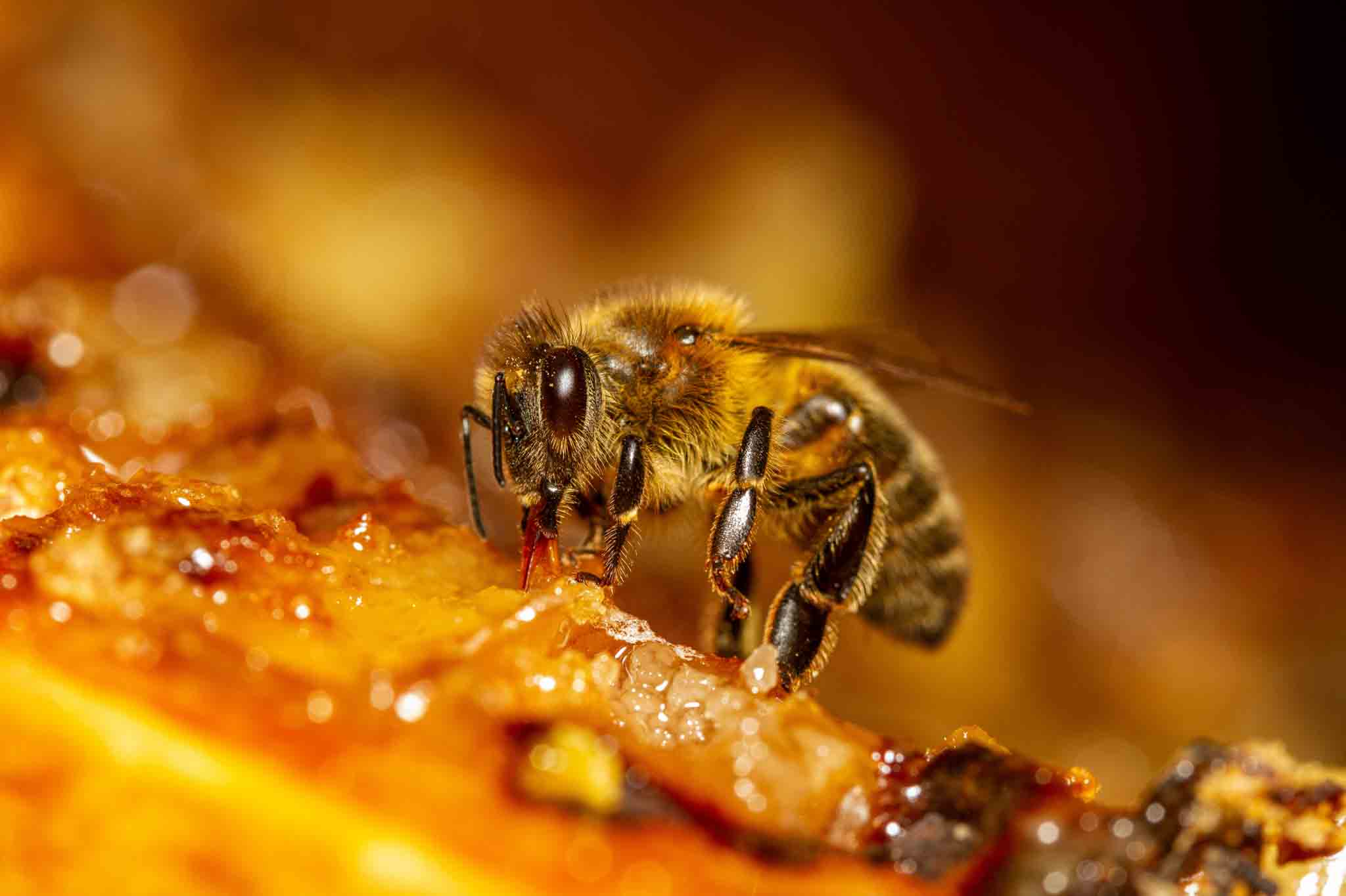 A honey bee in honey, choose Rest Easy Pest Control Nassau County.