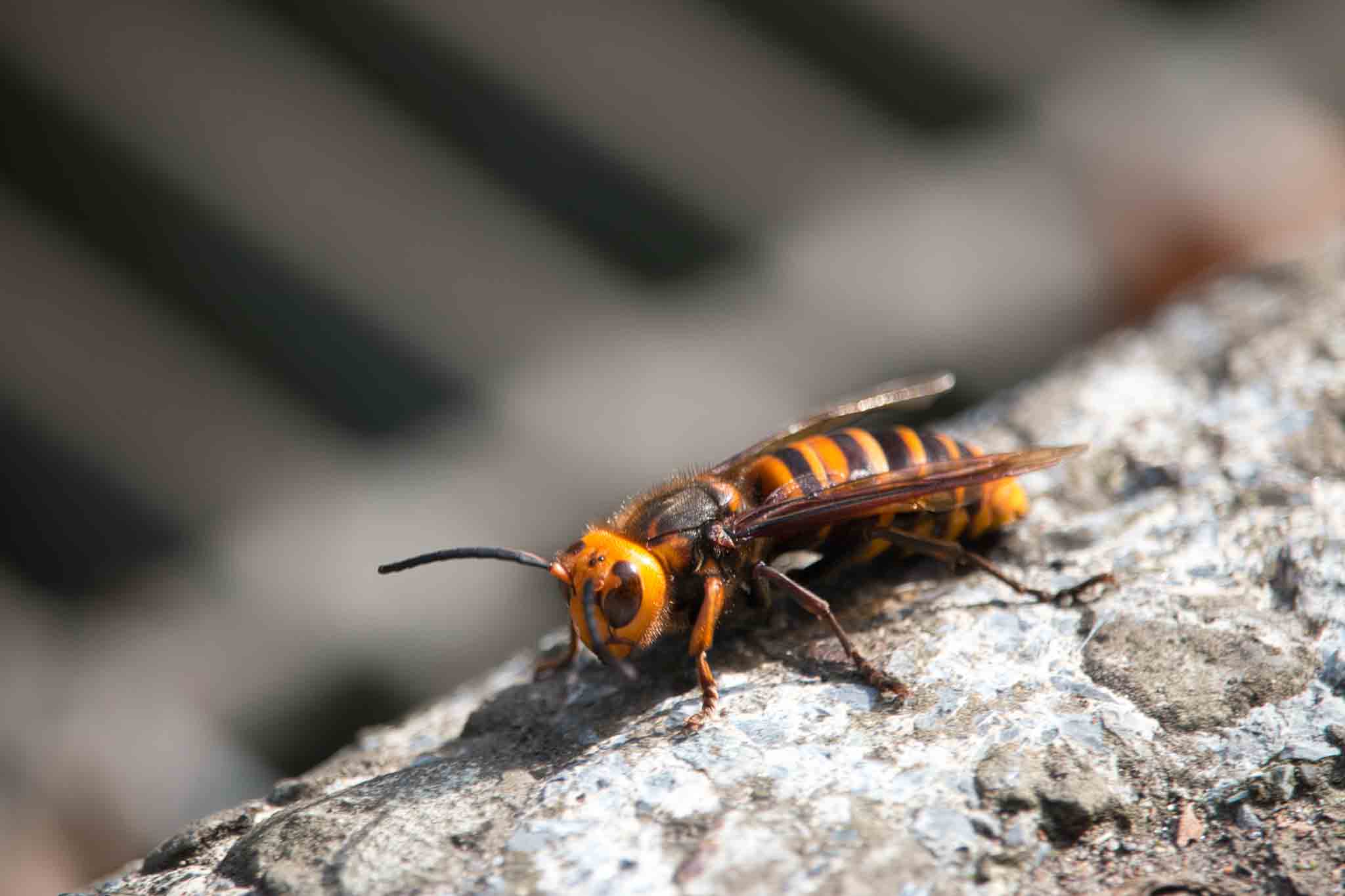 A killer bee on a log, choose Rest Easy Pest Control Suffolk County to help with prevention.