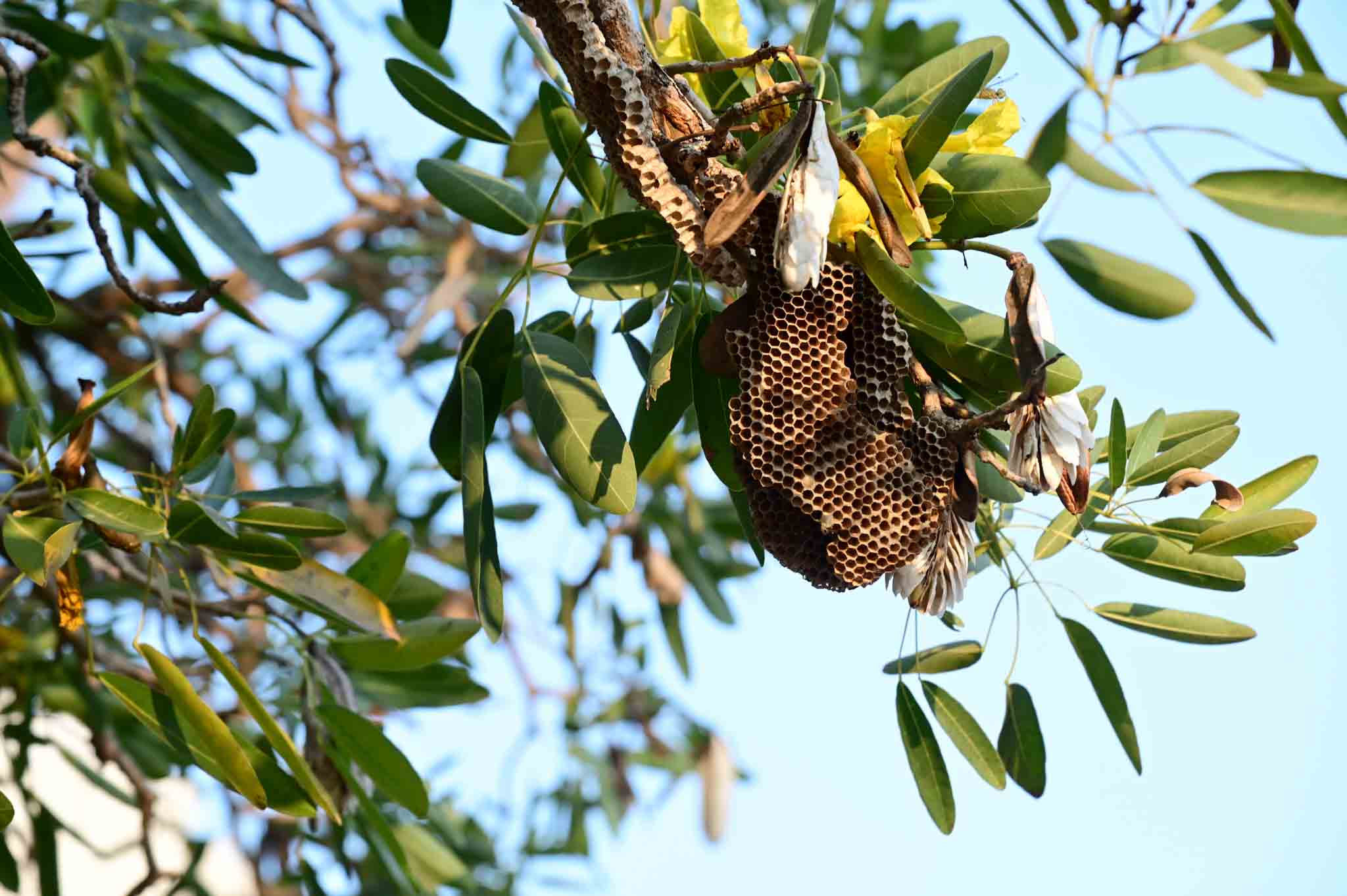 A bee nest in a tree, contact Rest Easy Pest Control Nassau County for bee removal services.