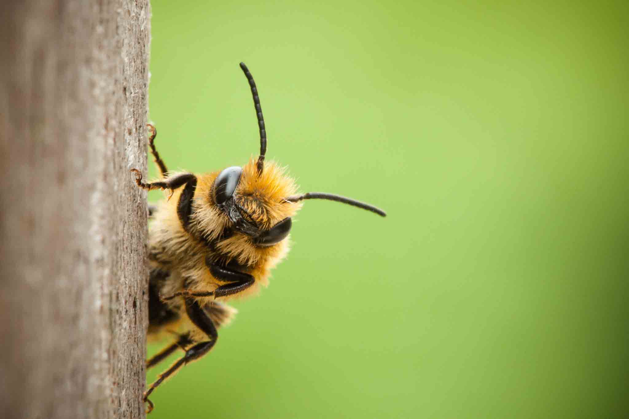 A bee sitting on a tree, contact Rest Easy Pest Control Nassau County for safe bee removal.