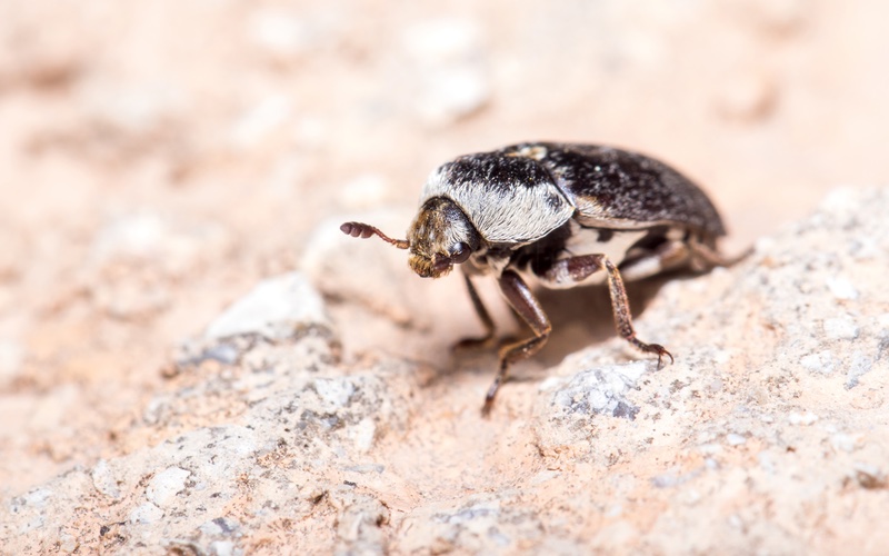 a closeup image of a carpet beetle.