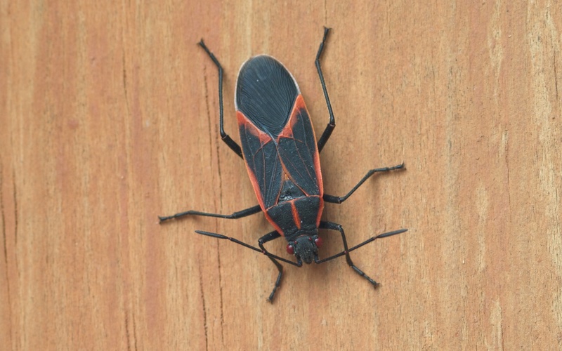 a closeup image of a boxelder bog, typically seen in groups and around windows.