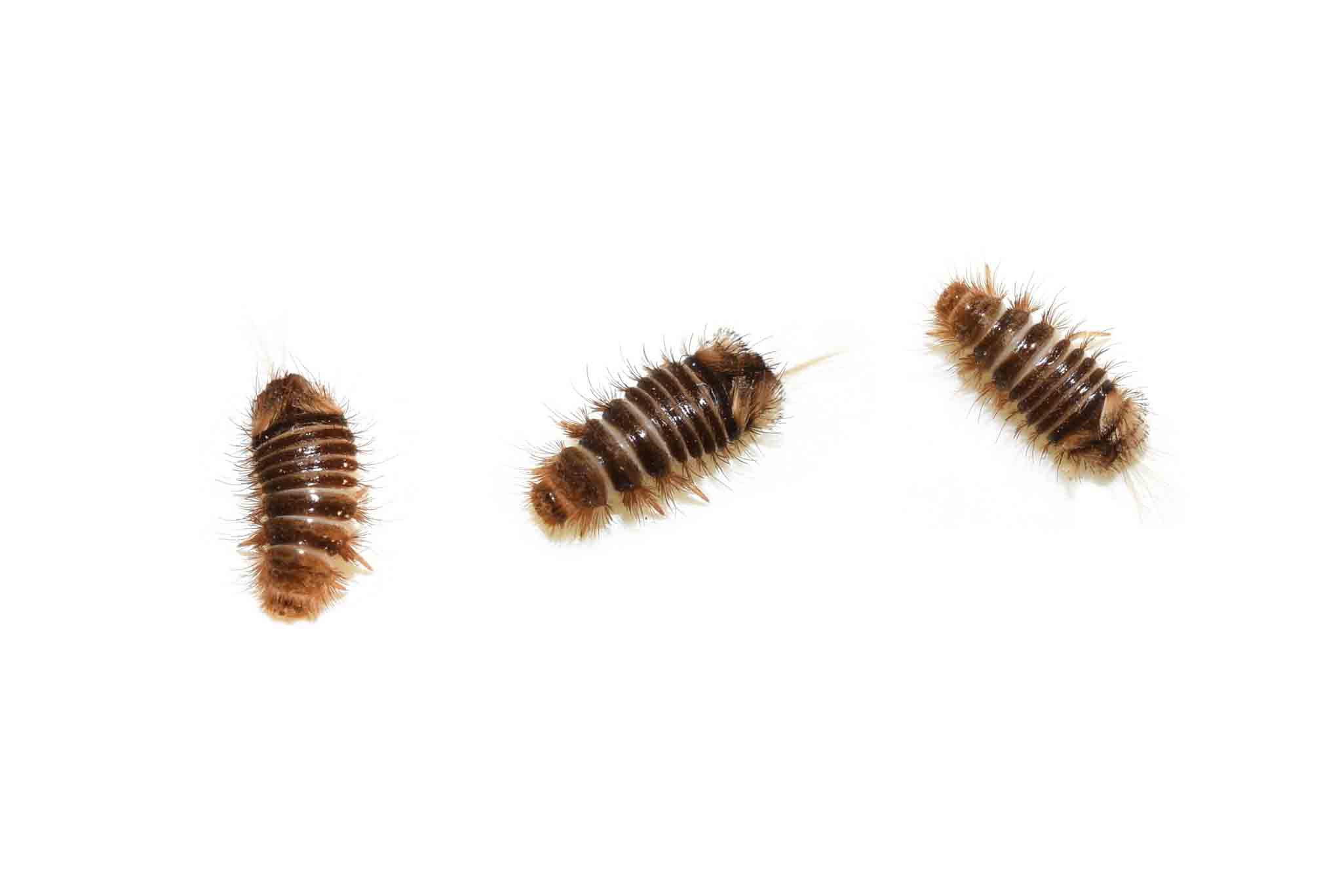 A group of carpet beetles on the floor, call Rest Easy Pest Control Nassau County today.