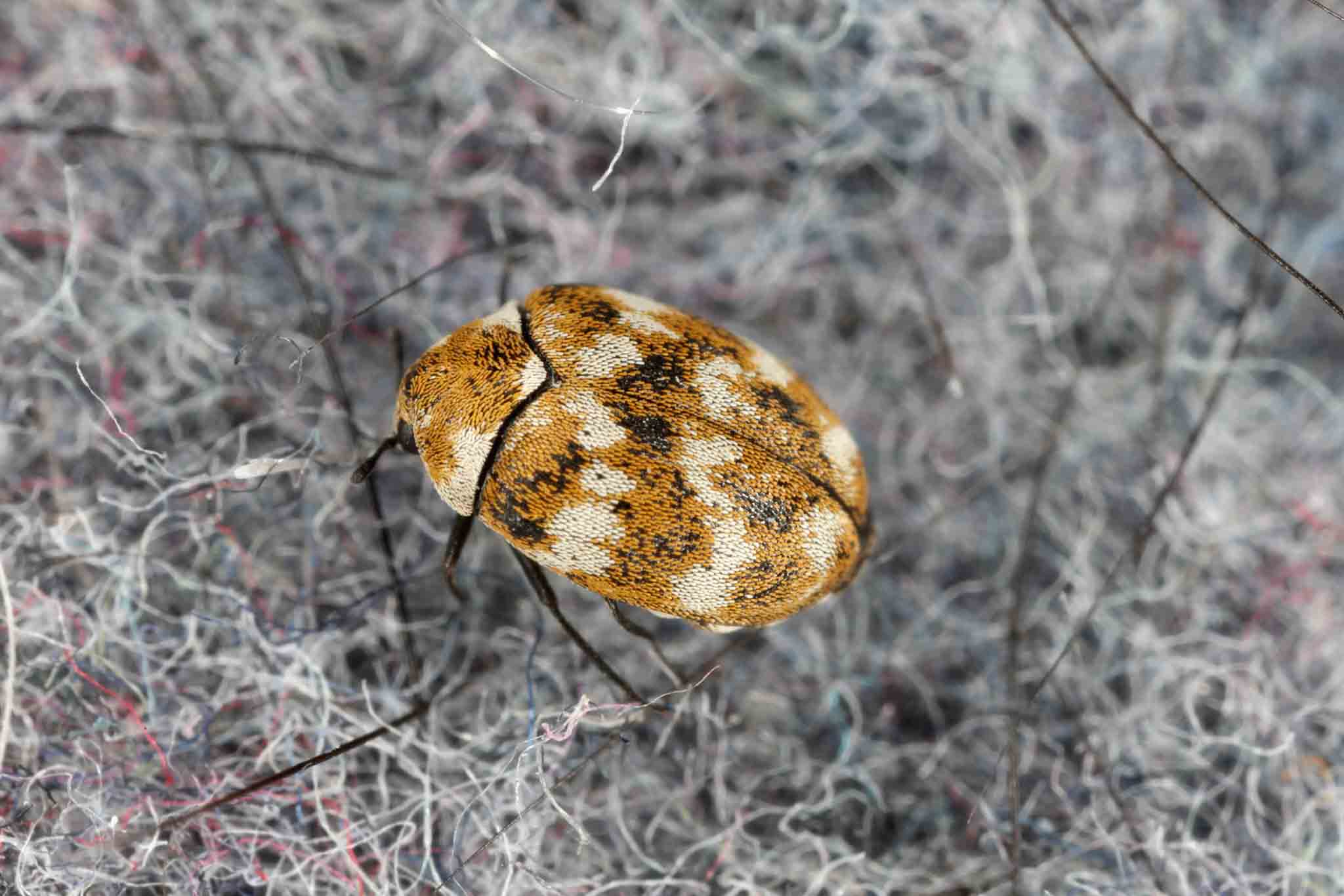 A carpet beetle crawling on grey rug, call Rest Easy Pest Control Nassau County today.