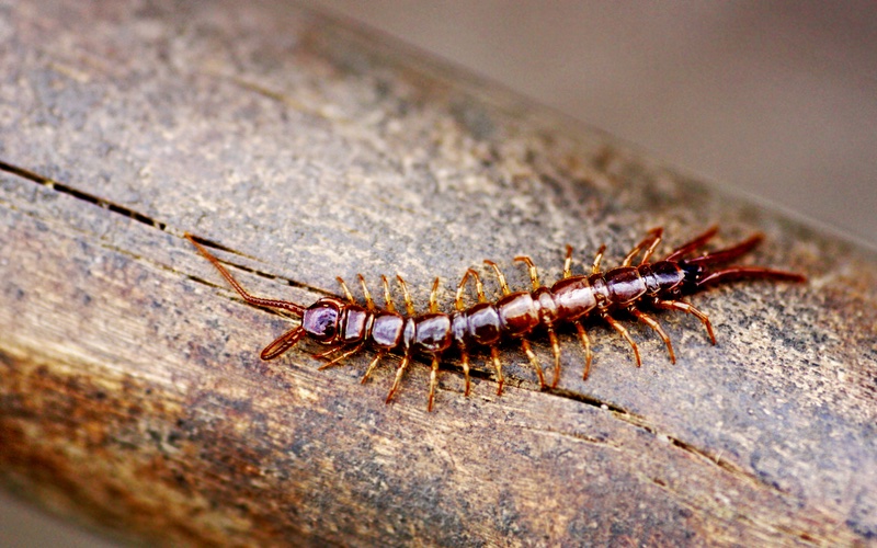 a closeup image of a centipede on wood.