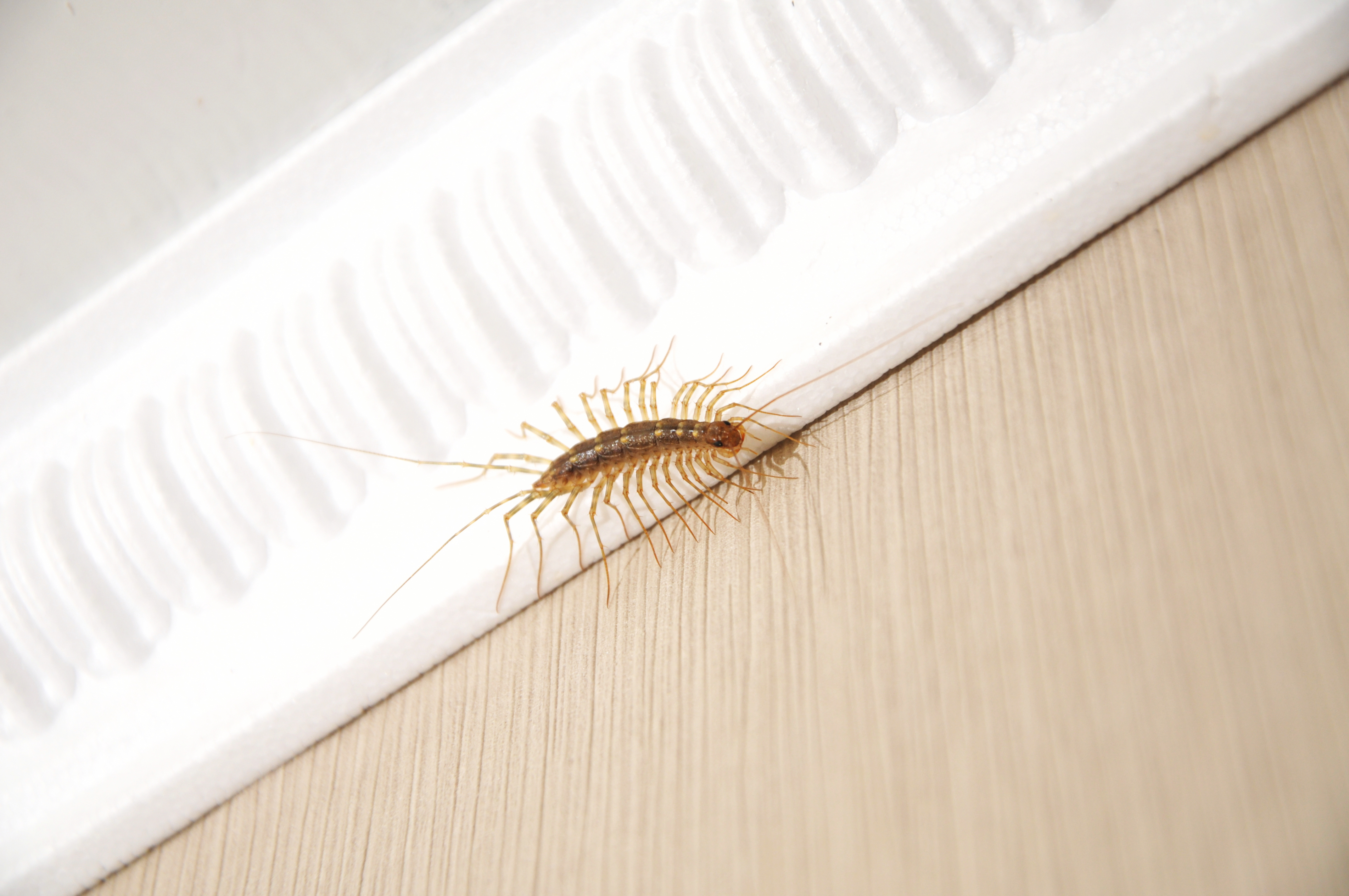 A picture of a centipede crawling in a hallway - Rest Easy Pest Control is an expert centipede exterminator in Philadelphia, PA.