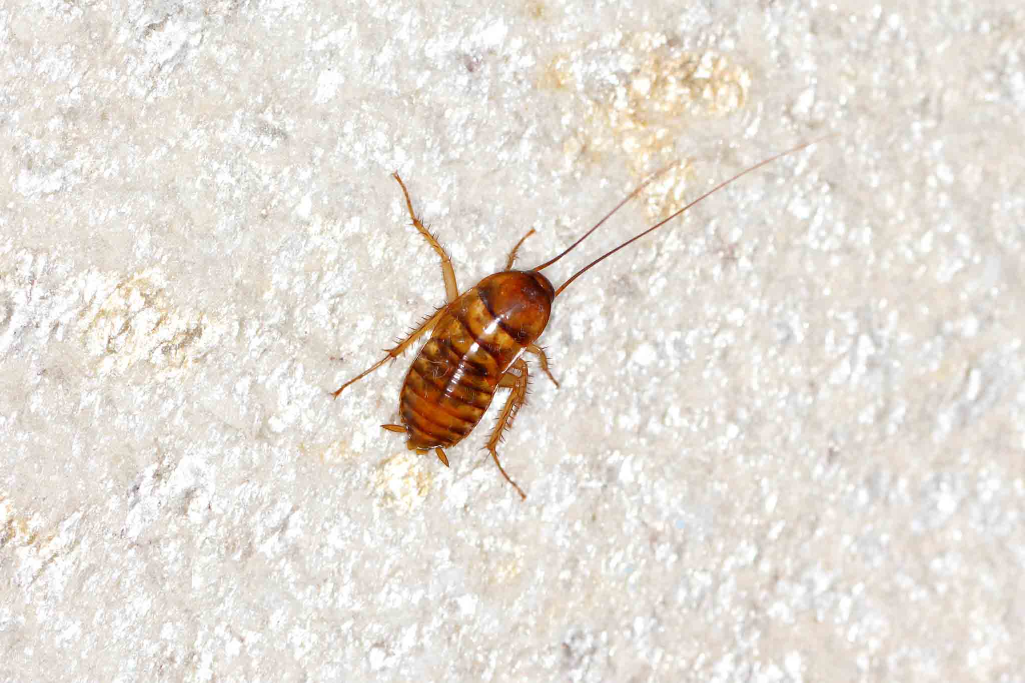 An american cockroach crawling on carpet, choose Rest Easy Pest Control Suffolk County services.