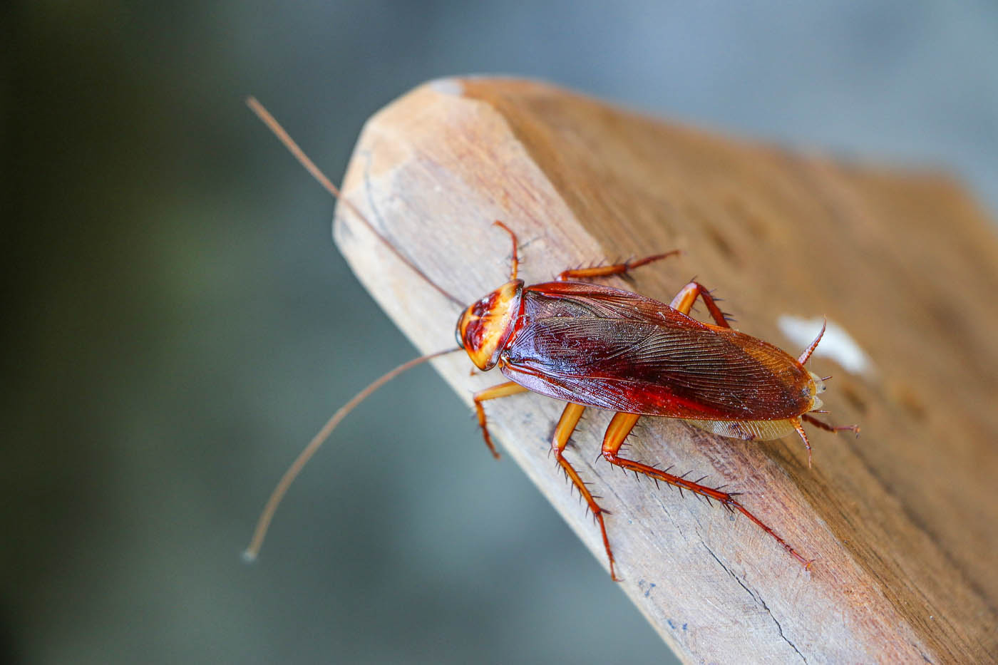 an image of a cockroach on a wooden table.