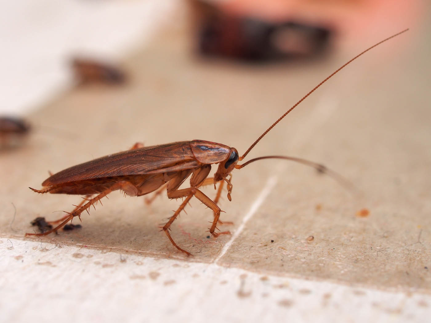 A cockroach on a brown table, choose Rest Easy Pest Control Nassau County services.