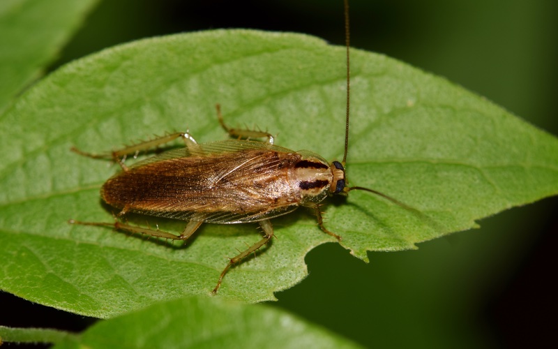 an image of a German cockroach outside on a leaf.}