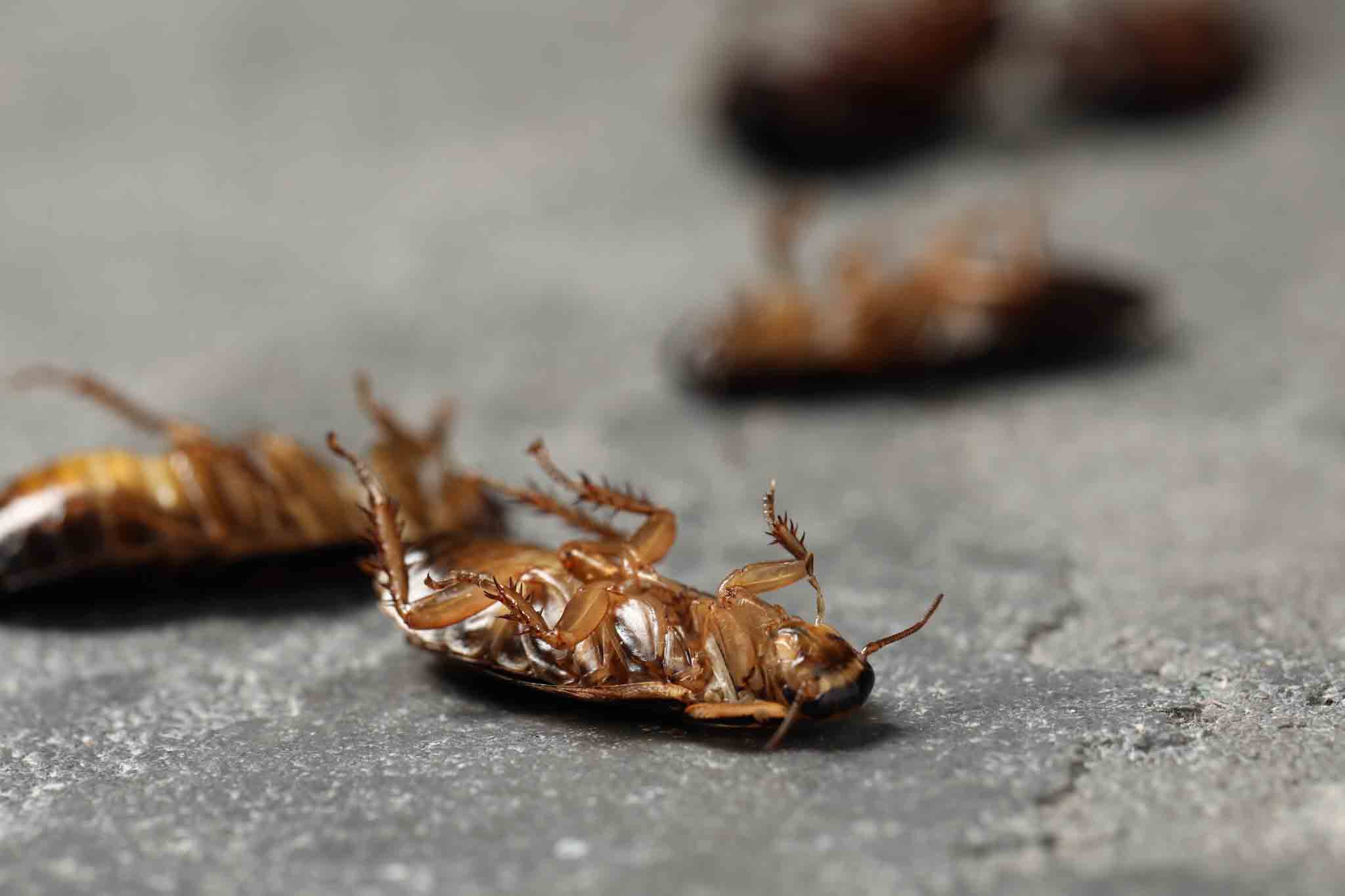 a group of dead cockroaches.