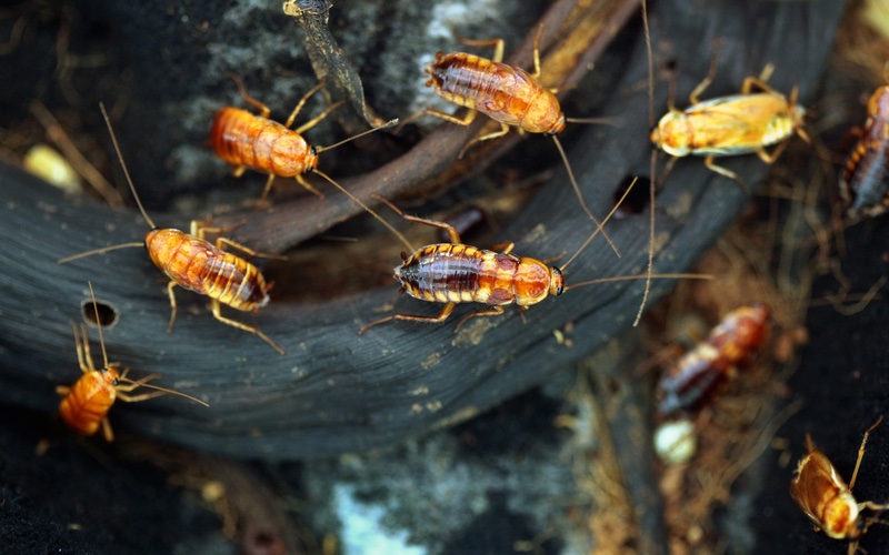 a group of Turkistan cockroach's.}