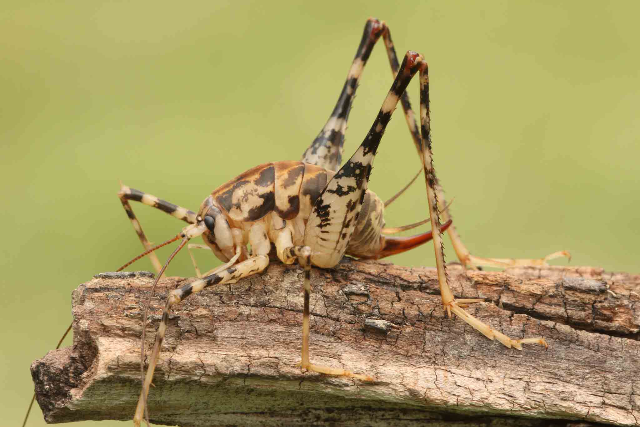 A camel cricket on a stick, choose Rest Easy Pest Control Suffolk County services.