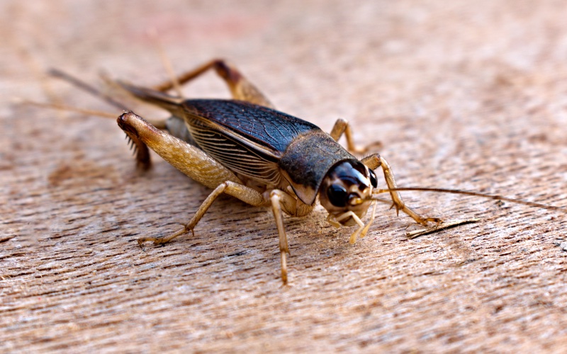 A brown cricket on concrete, book online today at Rest Easy Pest Control Nassau County.