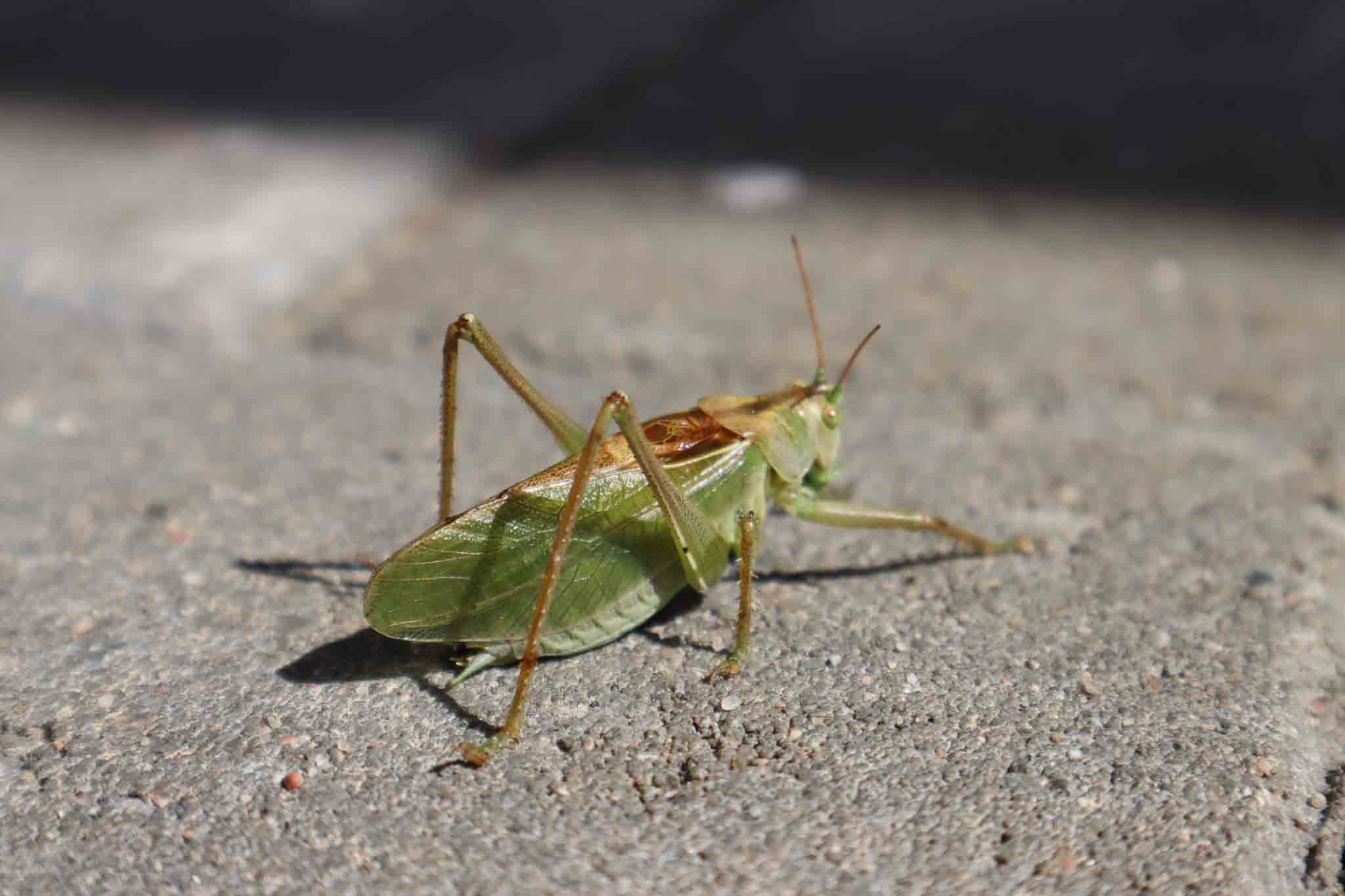 A ground cricket on the concrete, choose Rest Easy Pest Control Suffolk County for pest services today.