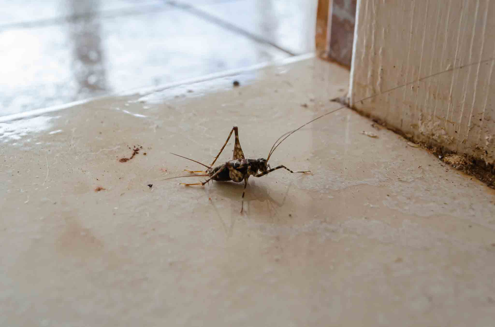 A house cricket in a doorway entry, contact Rest Easy Pest Control Suffolk County today.