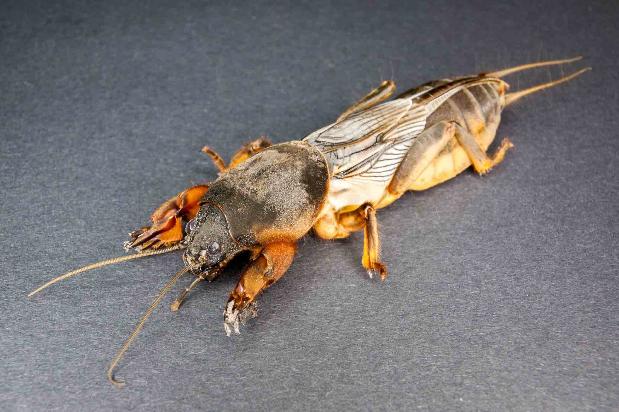 A mole cricket on a black cloth, call Rest Easy Pest Control Nassau County.