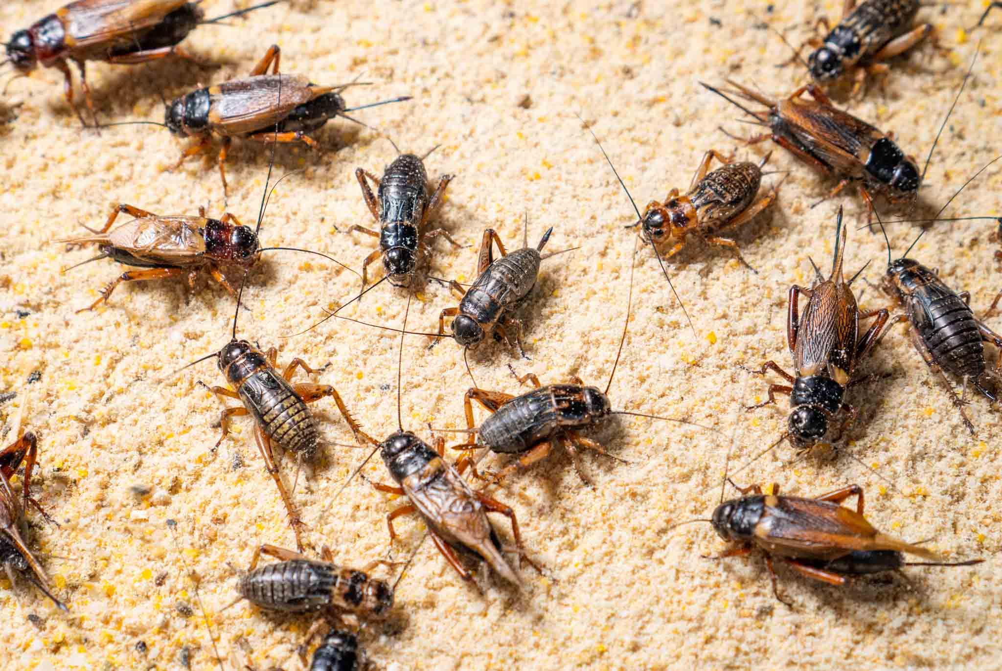 A large group of crickets in a garage, call Rest Easy Pest Control Nassau County.