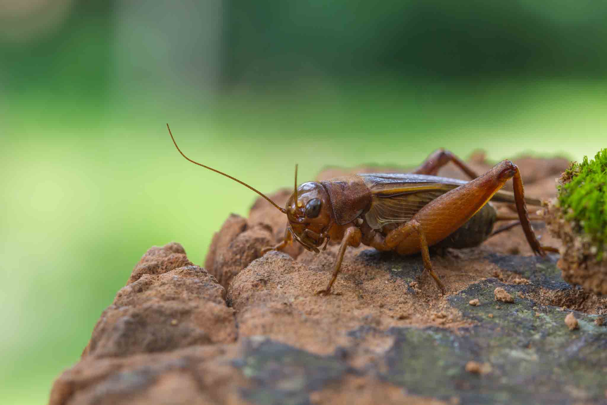 A cricket on a green leaf, choose Rest Easy Pest Control Suffolk County today.