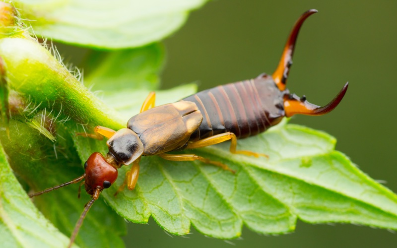 a closeup image of an earwig on a leaf.