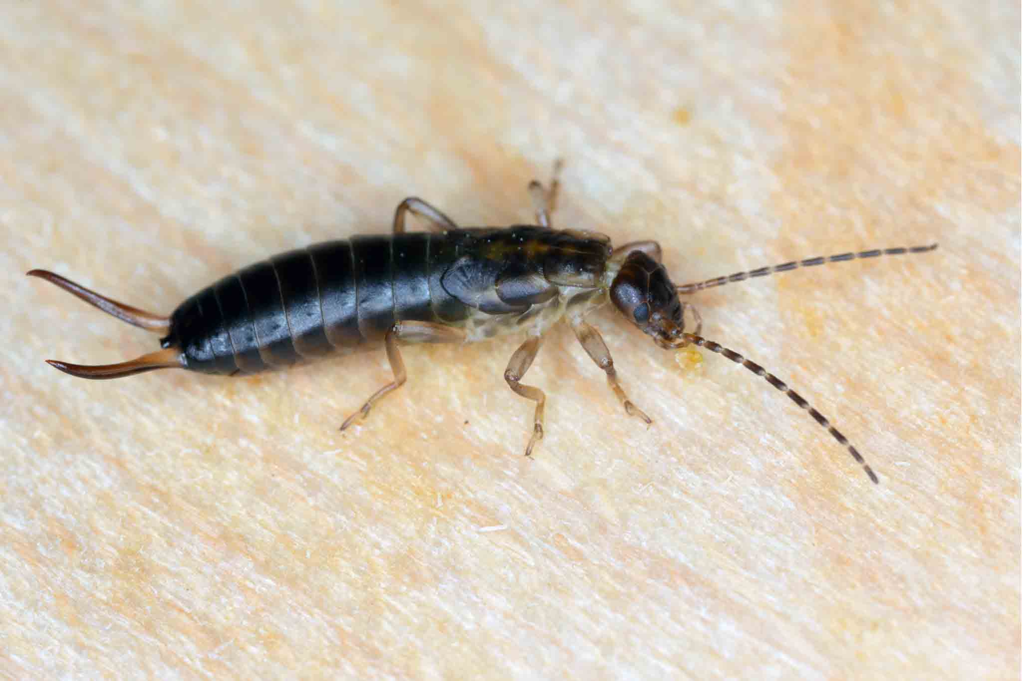 Earwigs