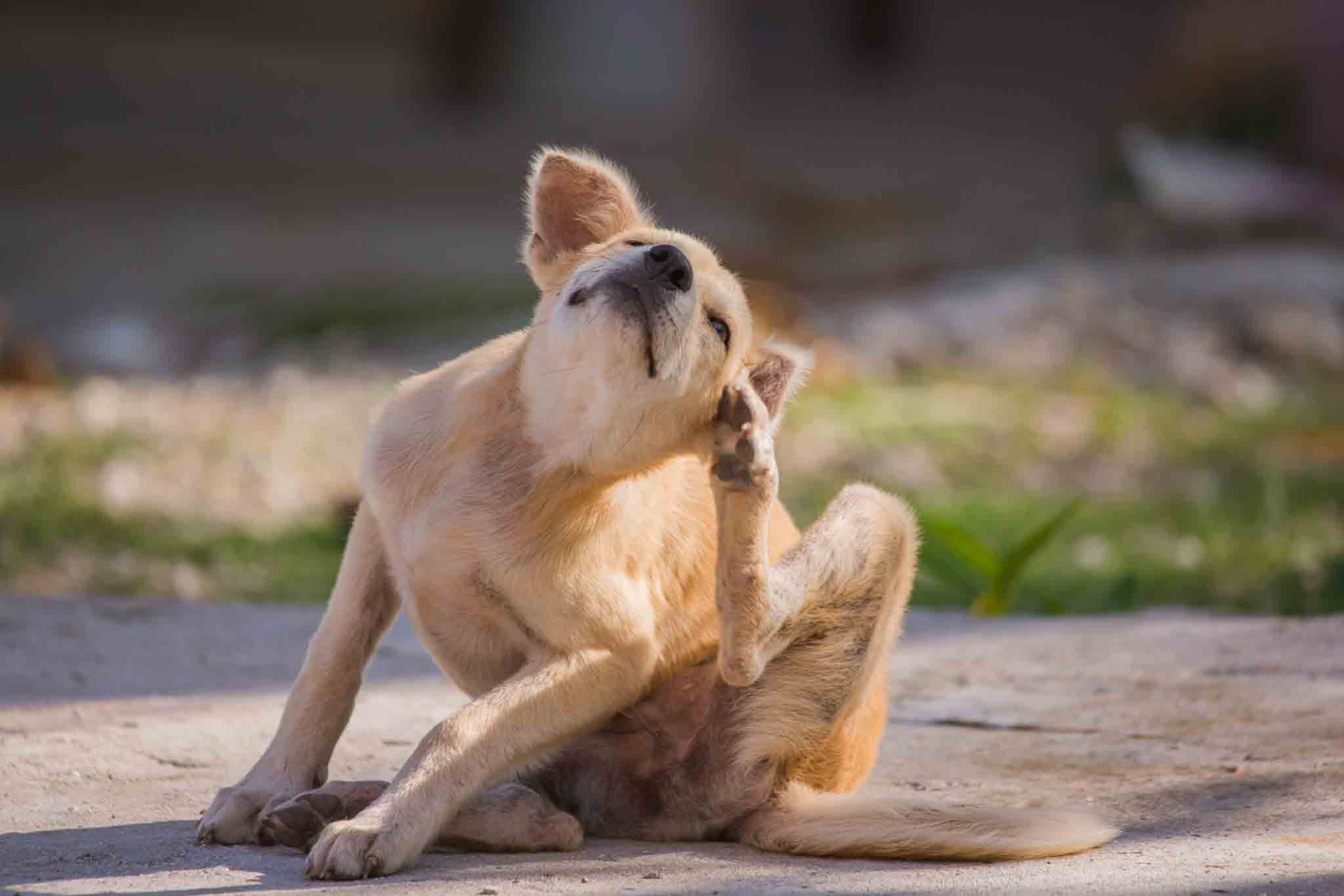 A golden retriever scratching his ear, choose Rest Easy Pest Control Nassau County services.