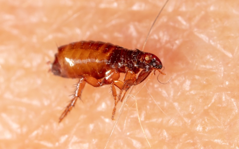 a very closeup image of a flea on skin.