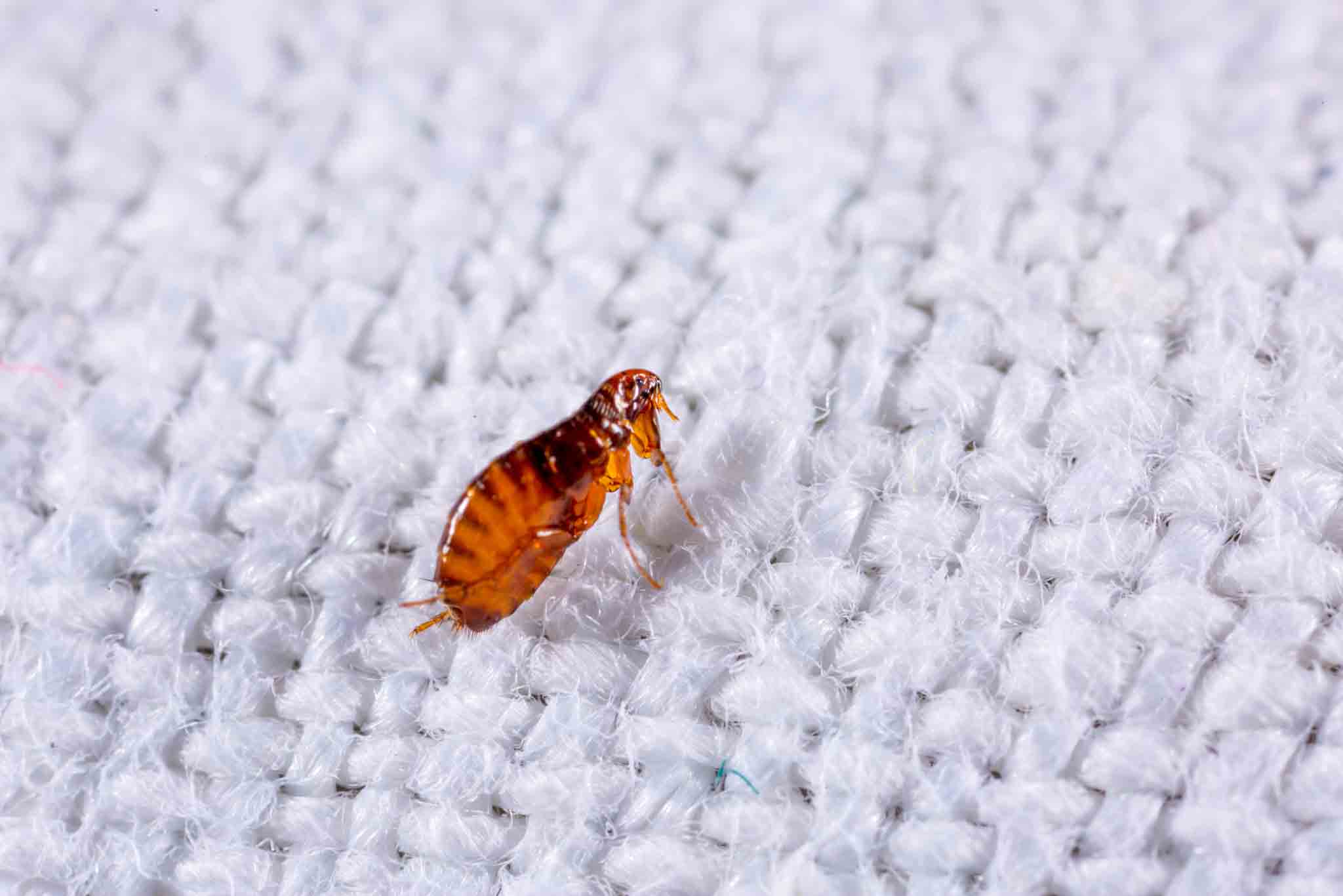 A brown flea on a white blanket, contact us today at Rest Easy Pest Control Suffolk County.