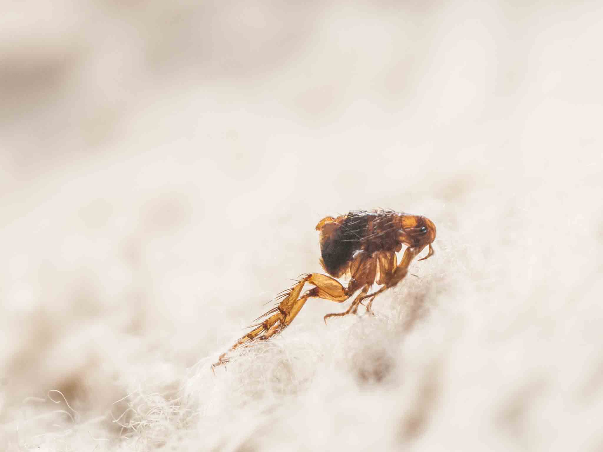 A flea jumping on white cloth, choose Rest Easy Pest Control Nassau County services.