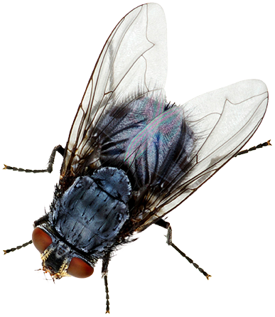 A house fly, book online with Rest Easy Pest Control Suffolk County, NY services.