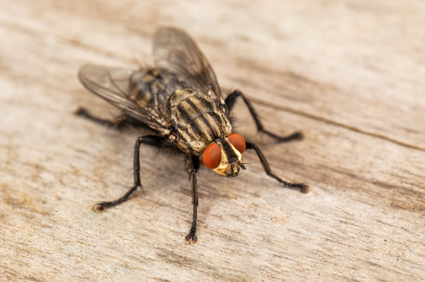 a closeup image of a common housefly.