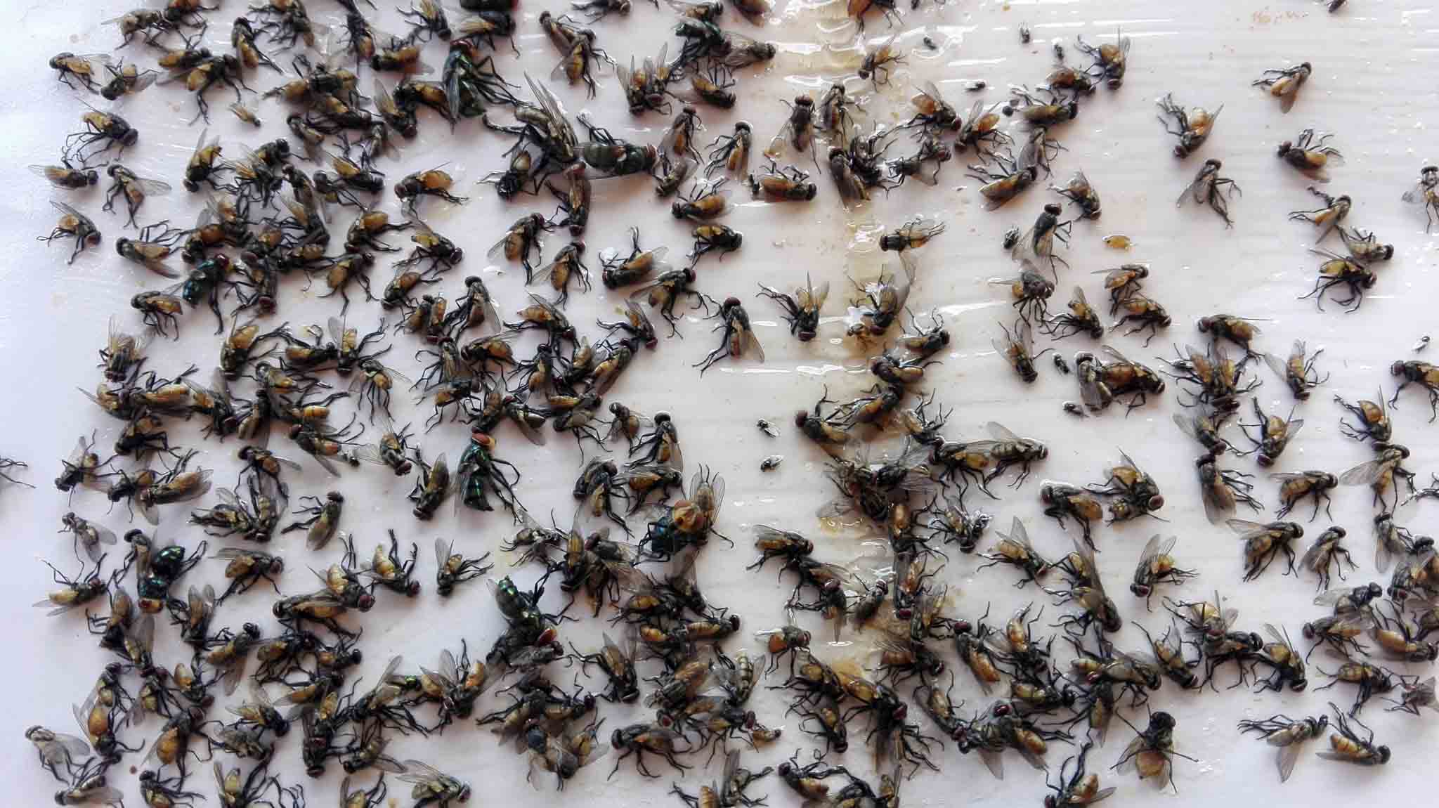 A large fly infestation, book online with us today for our Rest Easy Pest Control Nassau County services.