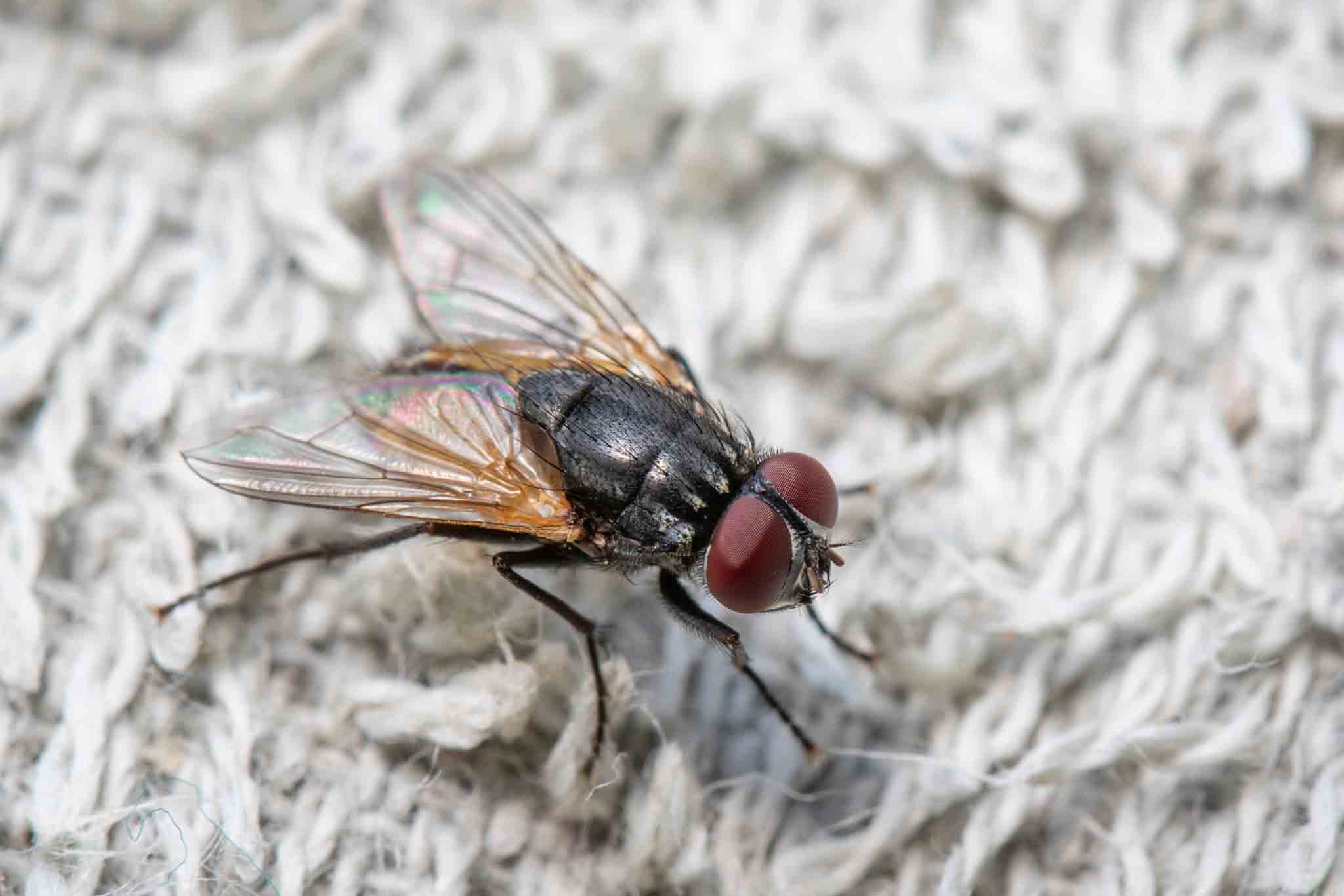 A fly crawling on a dark rug, call Rest Easy Pest Control for pest services.