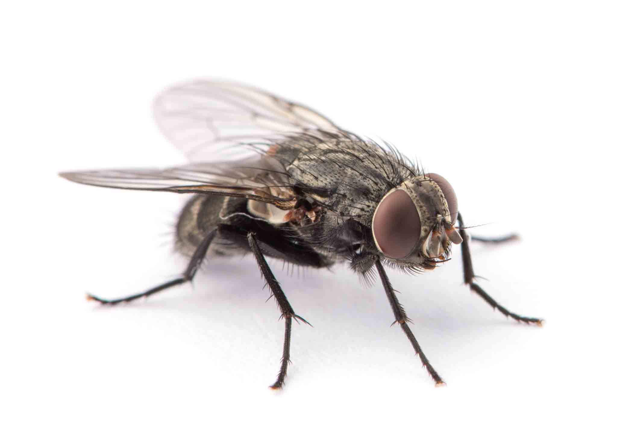 A large fly, choose Rest Easy Pest Control Suffolk County to control your fly infestation. 