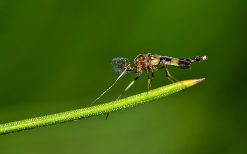 a closeup image of a midge on a leaf, classified as any small fly.