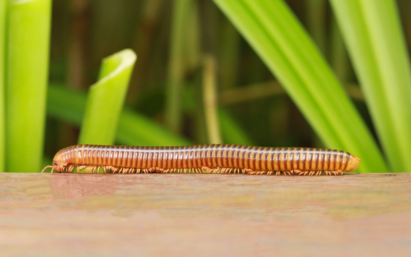 an image of a long millipede outdoors.